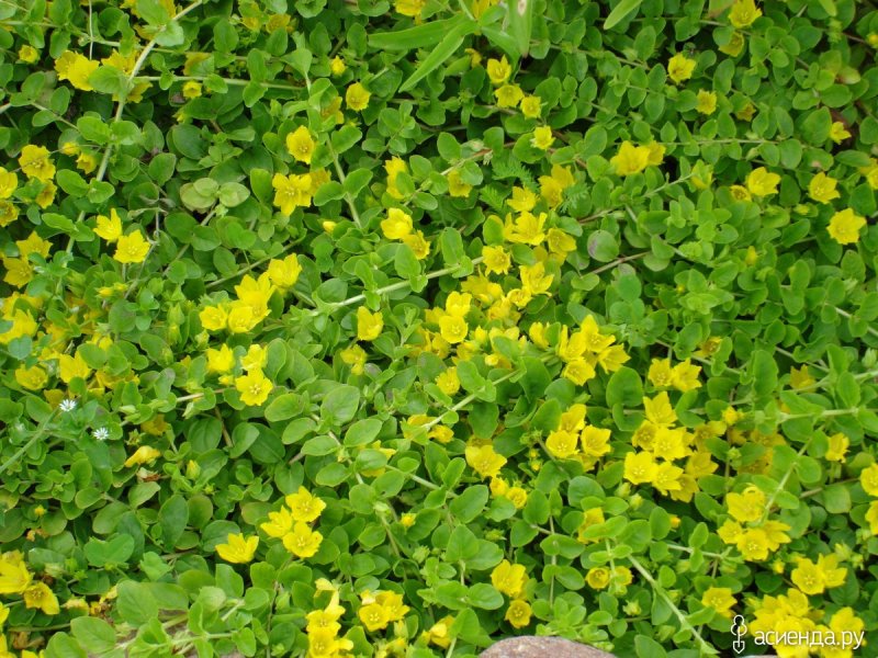 Вербейник монетчатый (Lysimachia nummularia "Aurea")