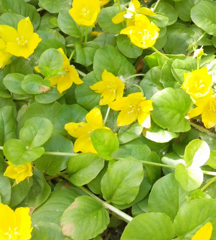 Вербейник монетчатый Goldilocks