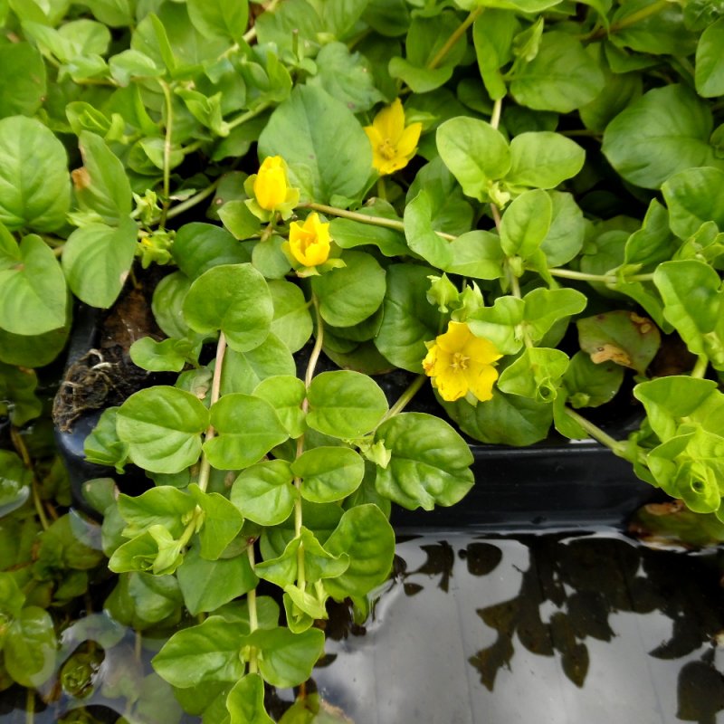 Вербейник монетчатый (Lysimachia nummularia)