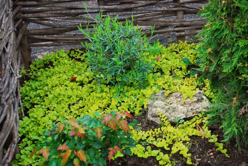 Вербейник монетчатый (Lysimachia nummularia "Aurea")