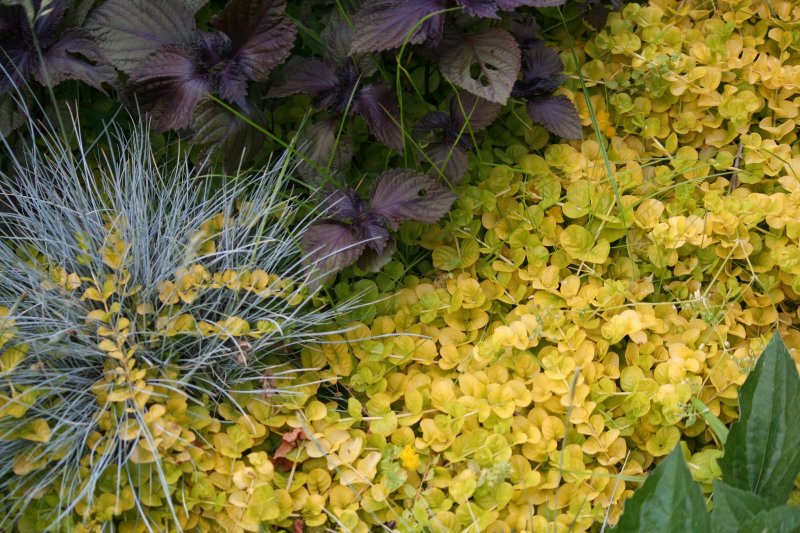 Вербейник монетчатый (Lysimachia nummularia)