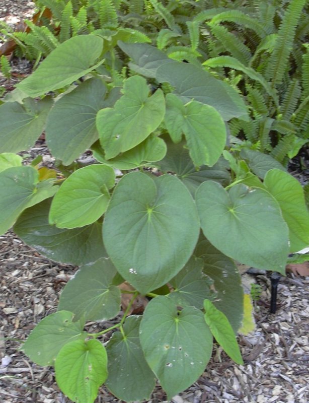 Перец Piper methysticum variegata
