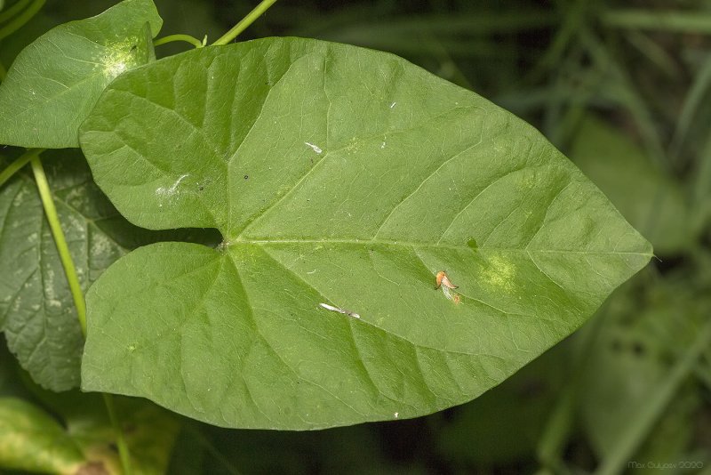 Piper methysticum