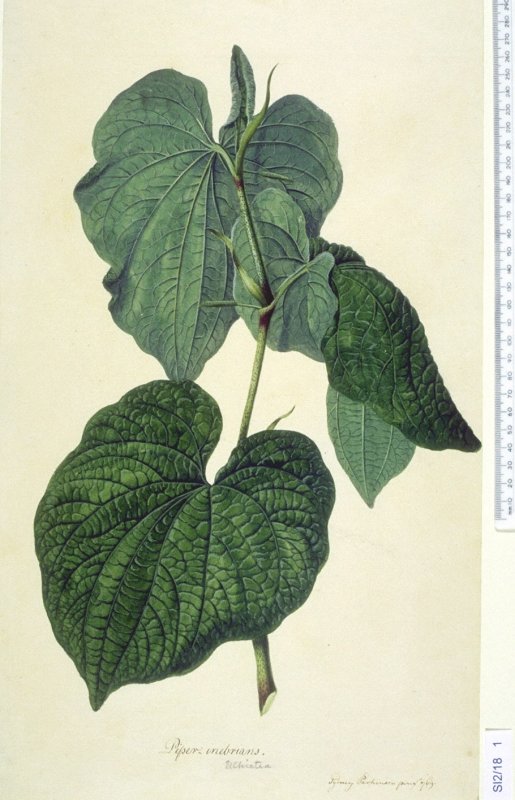 Kava extracts