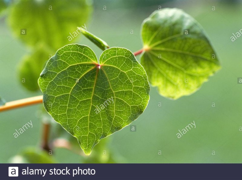 Листья kava