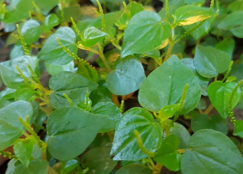 Piper methysticum