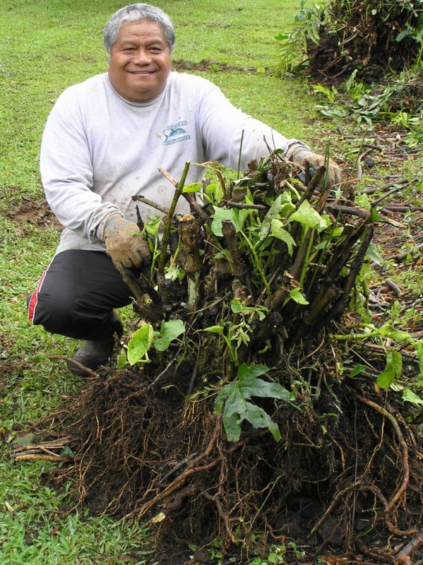 Yaqona Vakaturaga