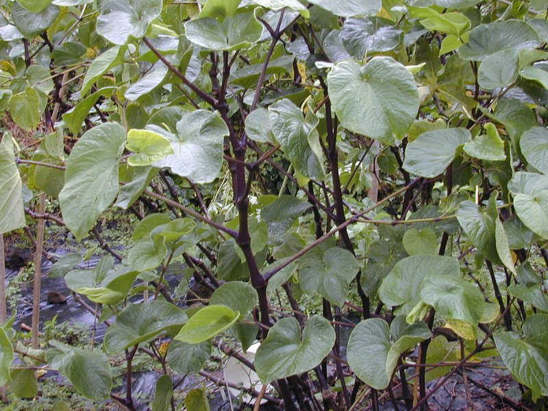Piper methysticum