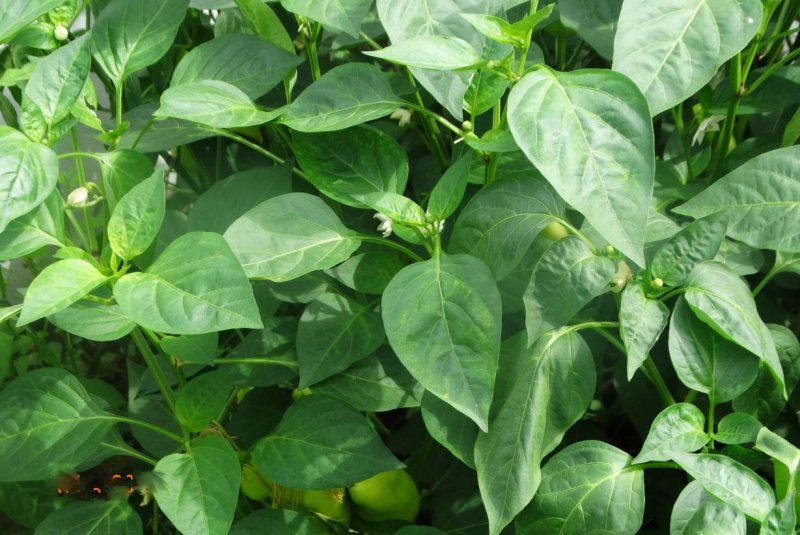 Piper methysticum variegata