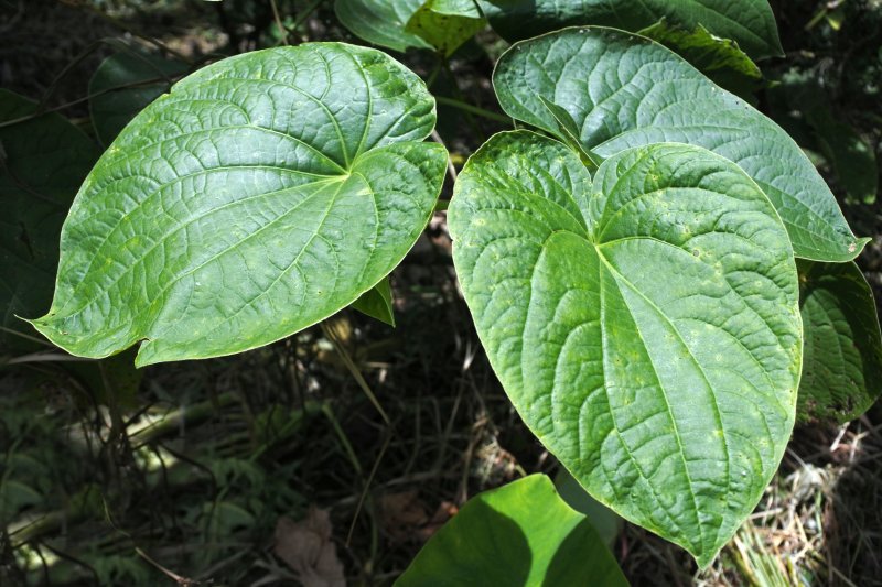 Piper methysticum