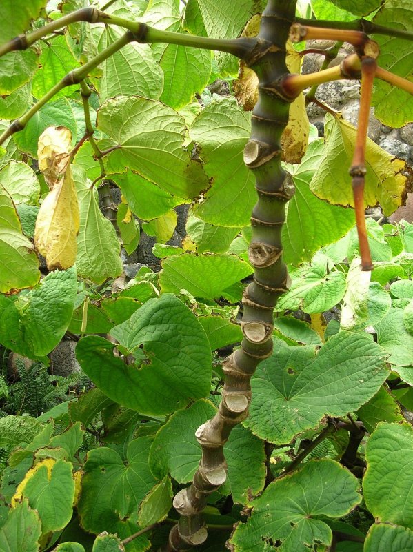 Piper methysticum