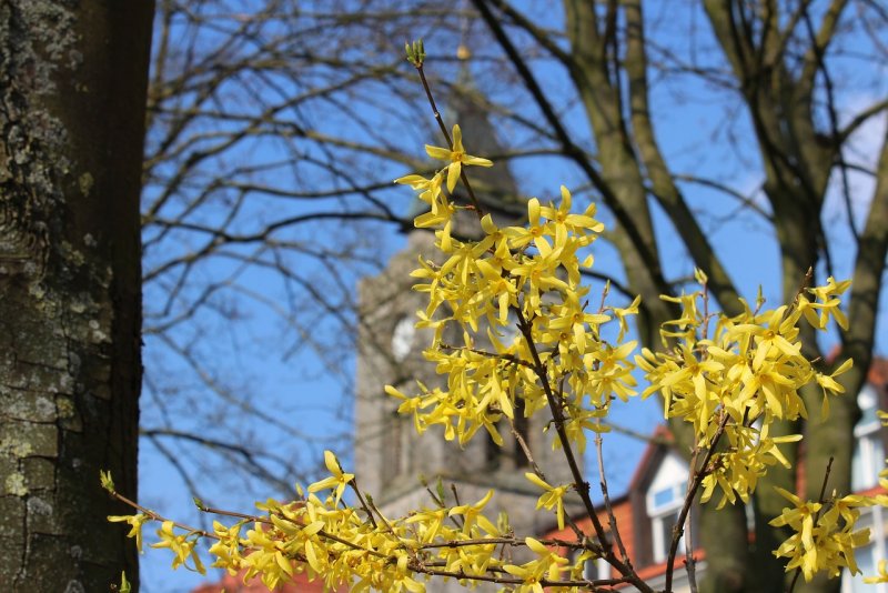 Forsythia дерево