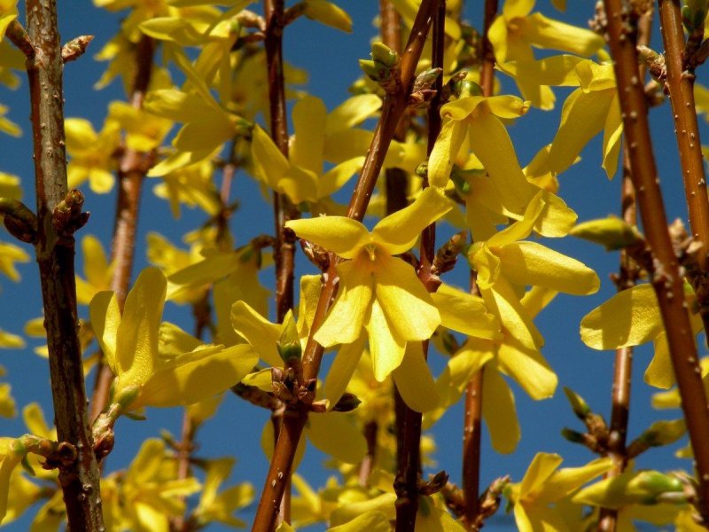Форзиция европейская — Forsythia europaea