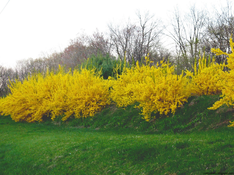 Форзиция пониклая "Forsythia suspensa"