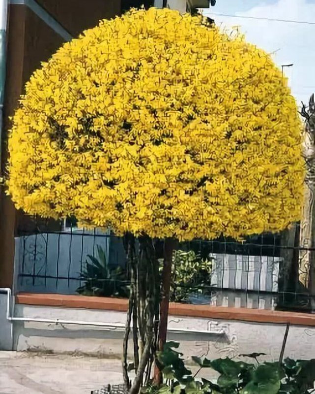 Чубушник Барбарис форзиция