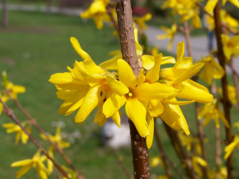 Forsythia дерево