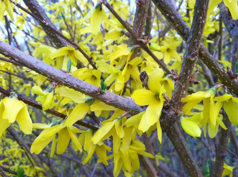 Форзиция (Forsythia)