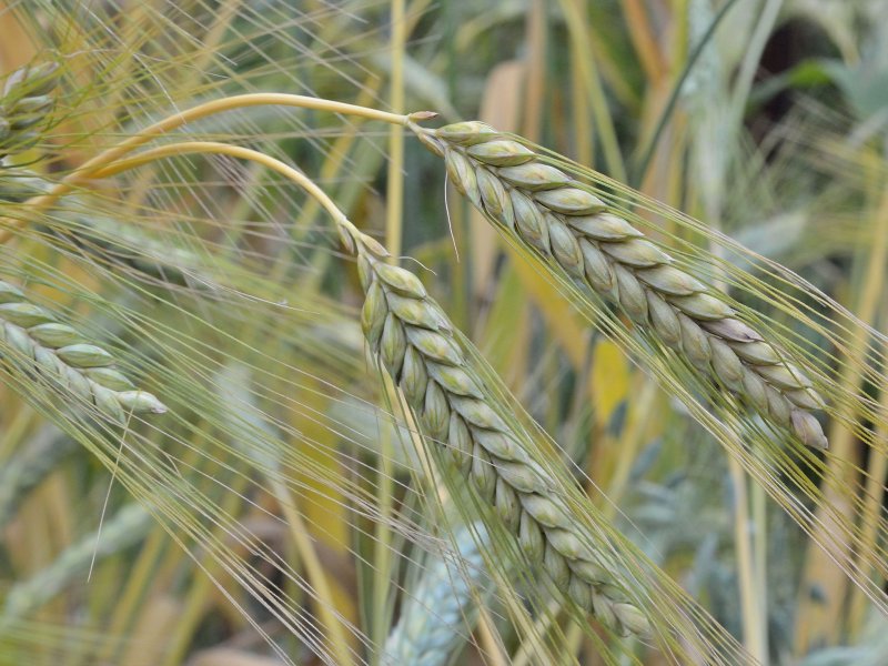 Triticum dicoccum