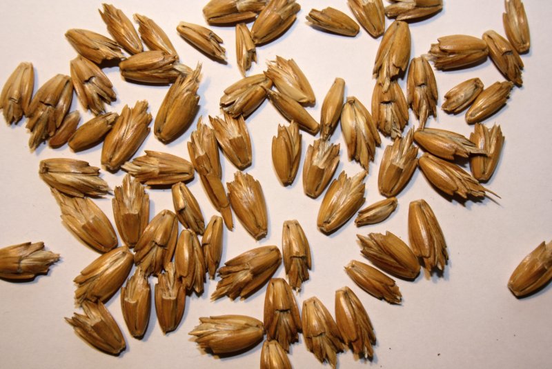 Triticum aestivum SSP. Spelta