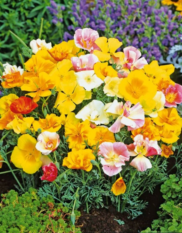 Eschscholzia californica эшшольция Калифорнийская