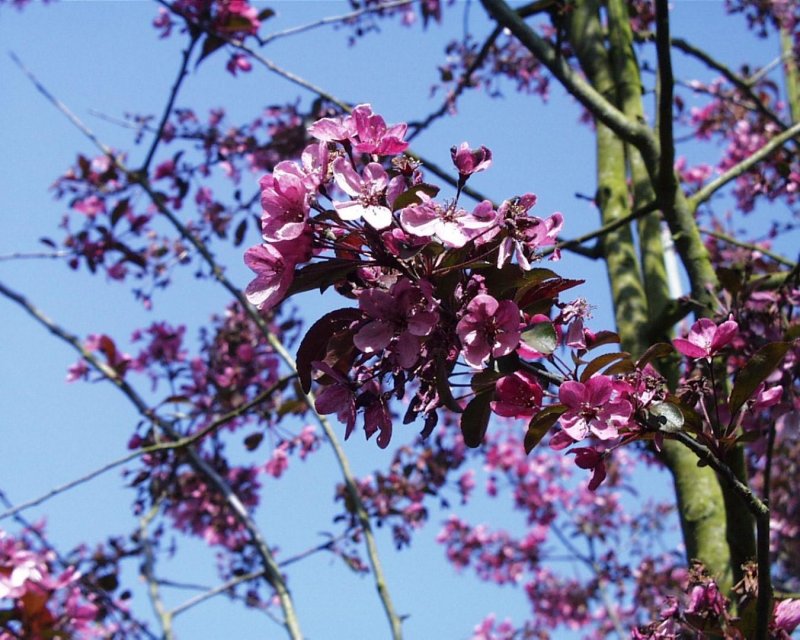 Яблоня `лизет` Malus `Liset`