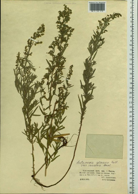 Полынь Понтийская (Artemisia Pontica)