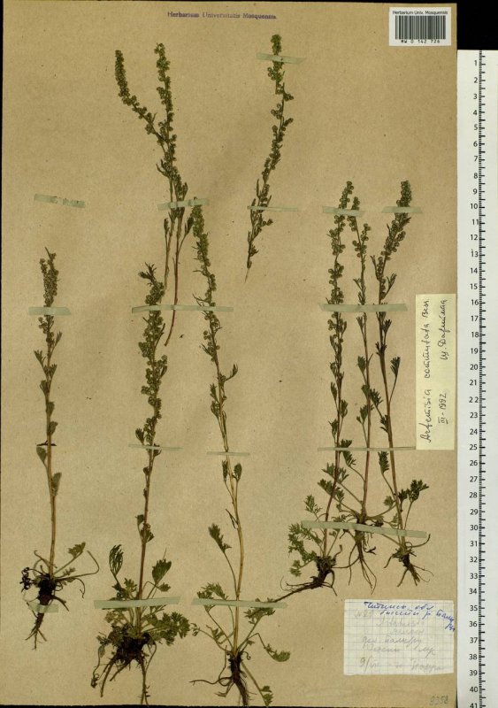 Акантолимон, Полынь (Artemisia