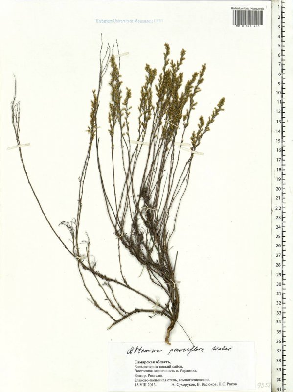 Черная Полынь Artemisia pauciflora