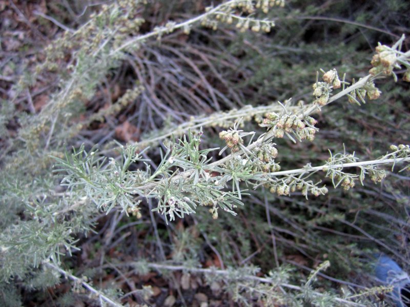 Черная Полынь Artemisia pauciflora
