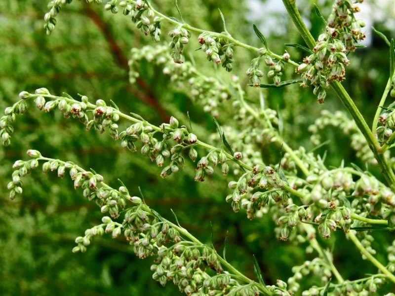 Полынь Понтийская – Artemisia Pontica l.