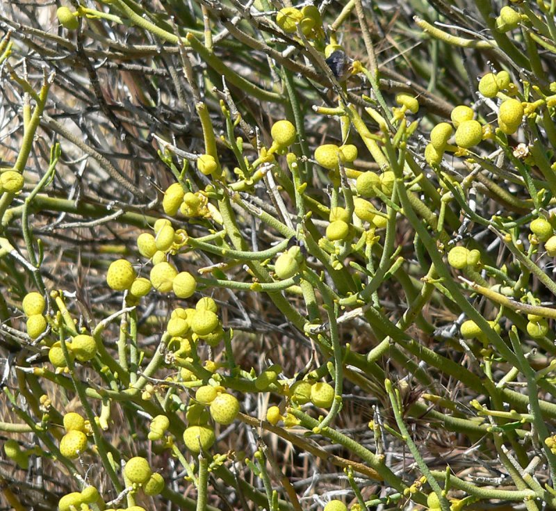 Черная Полынь Artemisia pauciflora