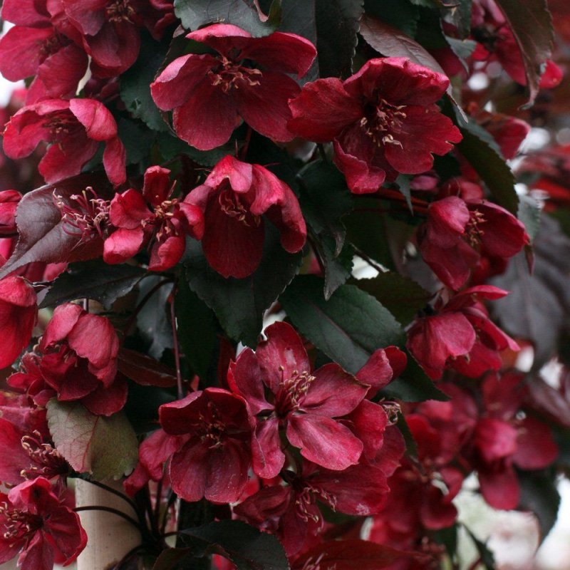 Яблоня "роялти" - Malus "Royalty"