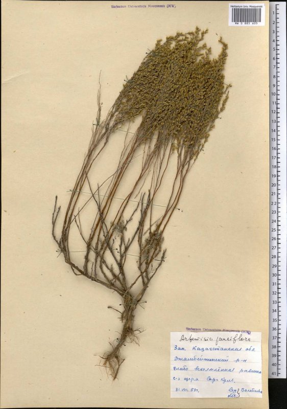 Artemisia Taurica