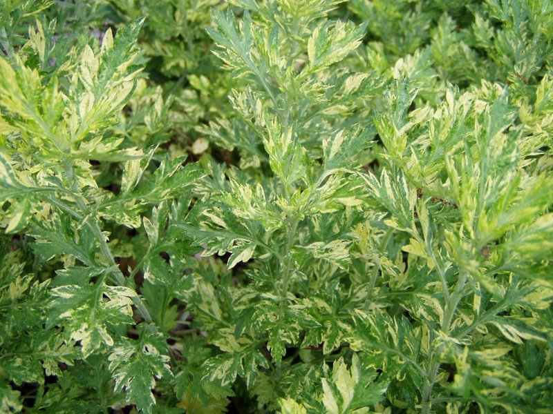 Полынь Крымская (Artemisia Taurica)