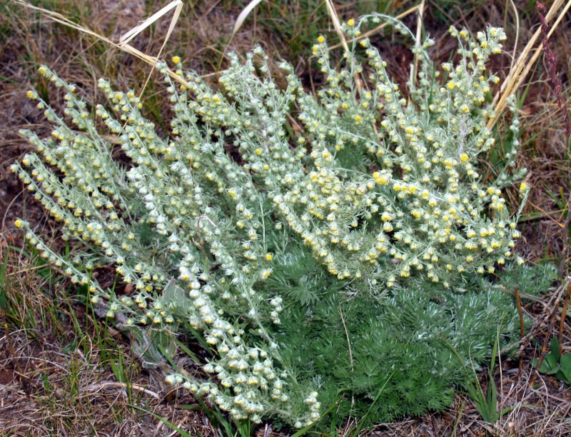 Черная Полынь Artemisia pauciflora