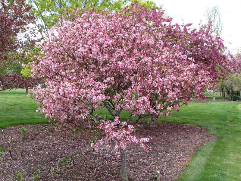 Malus Coralburst