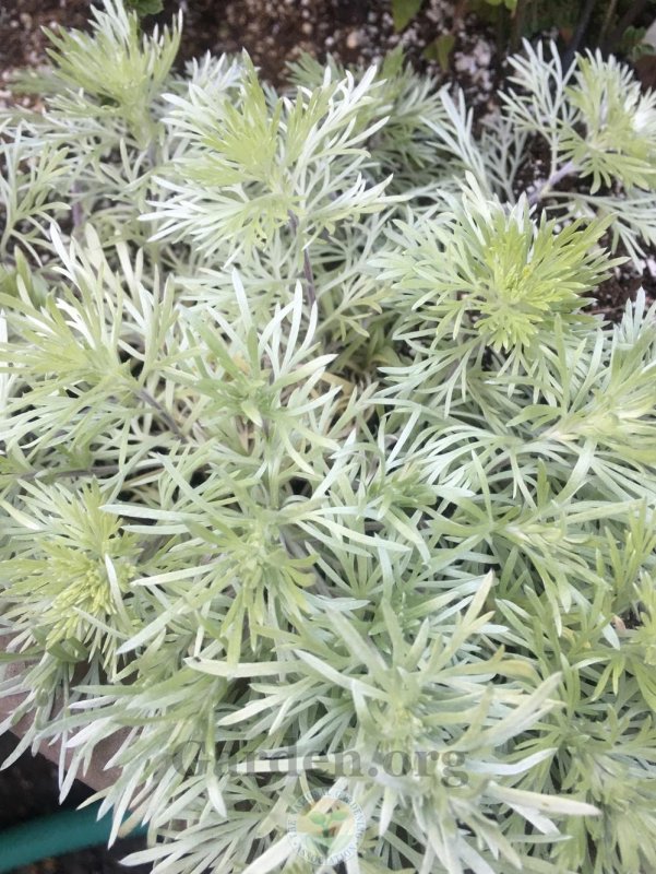 Artemisia absinthium гербарий