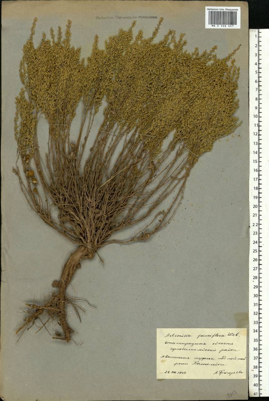 Черная Полынь Artemisia pauciflora