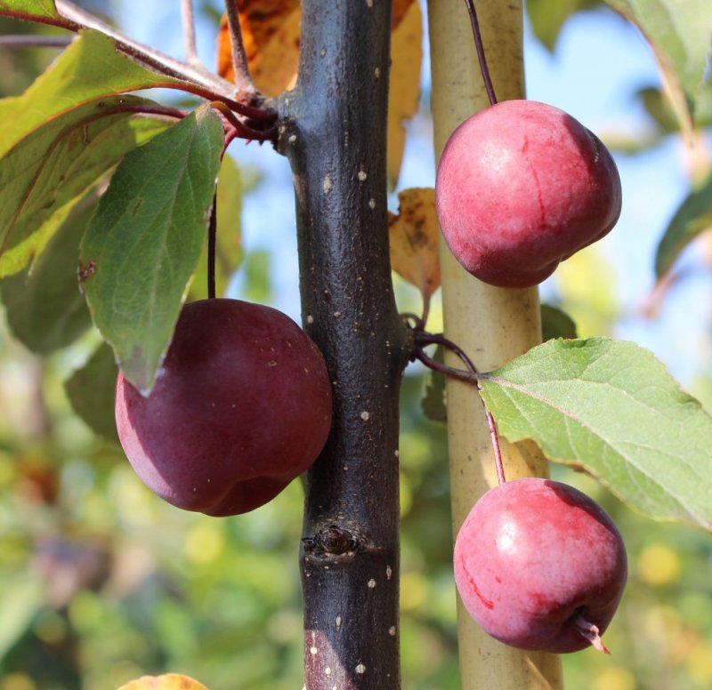 Яблоня Malus eleyi