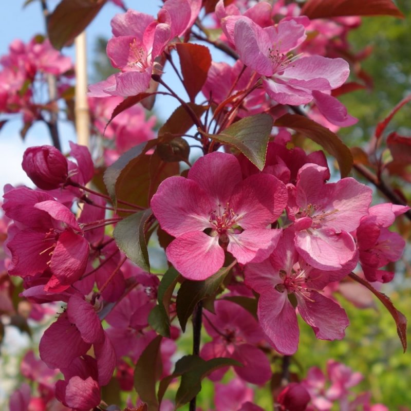 Яблоня Рудольф Malus Rudolph