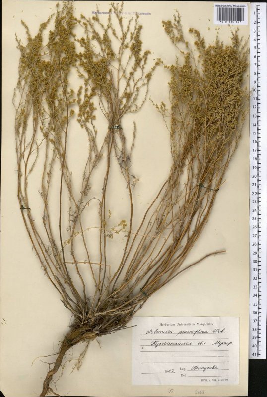Artemisia Montana Полынь
