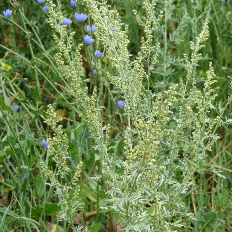 Artemisia absinthium ботаника