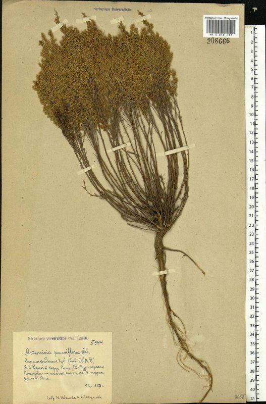 Artemisia pauciflora