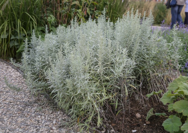 Artemisia pauciflora гербарий