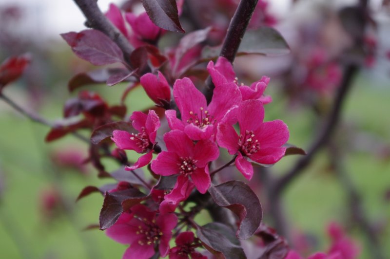 Яблоня Malus Royalty