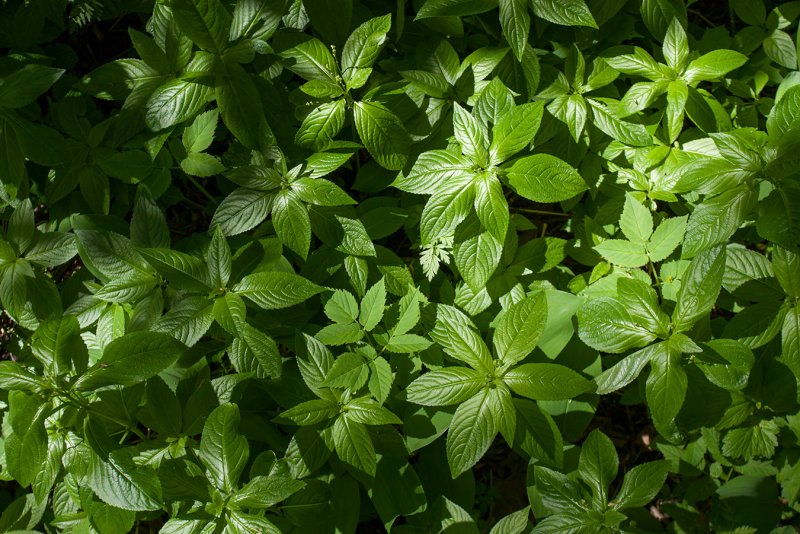 Mercurialis perennis