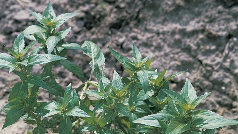 Пролесник многолетний Mercurialis perennis