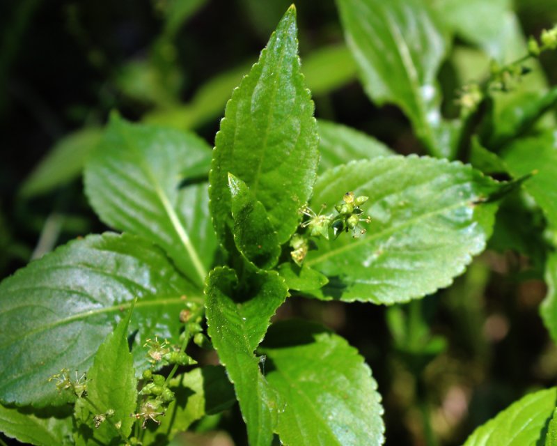 Пролесник однолетний (Mercurialis annua)