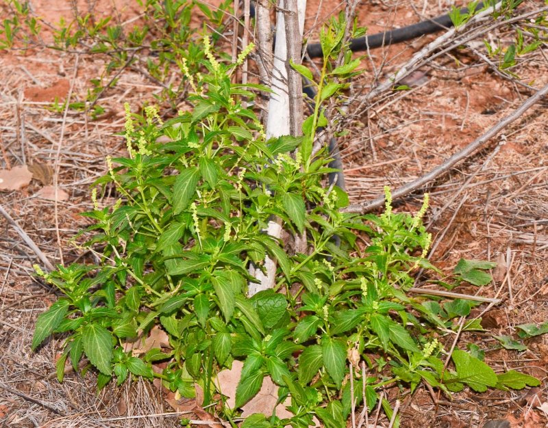 Пролеска однолетняя Mercurialis annua