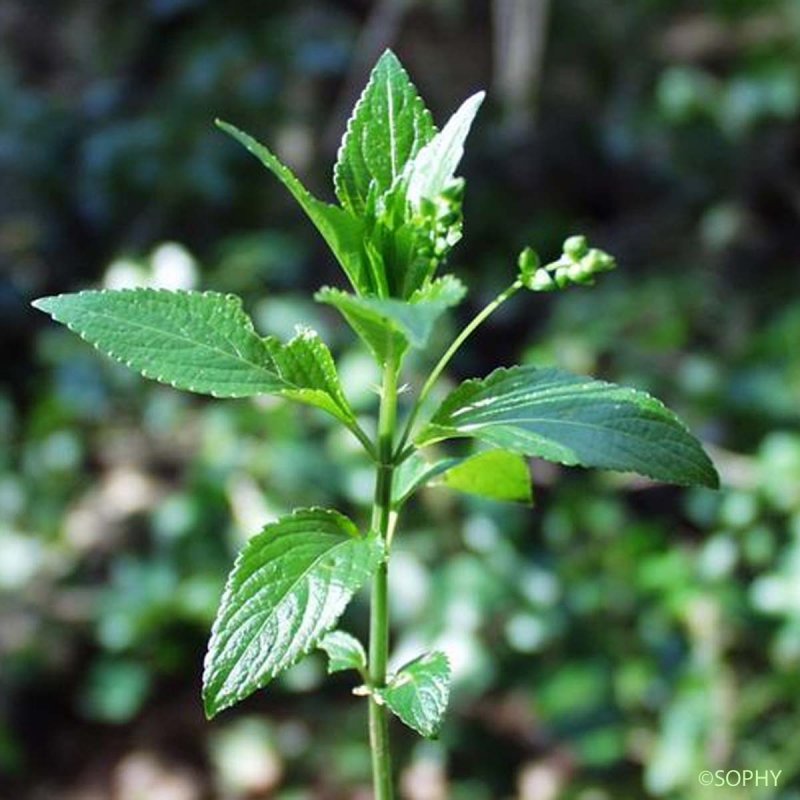 Mercurialis perennis